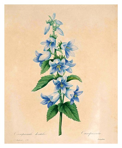 014-Campanula dentada-Choix des plus belles fleurs…1827- P.J.Redoute