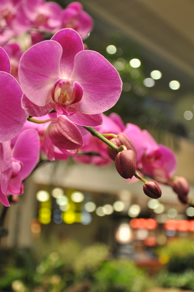 Orchids in the house 樟宜机场娱乐之一就是拍兰花 ...