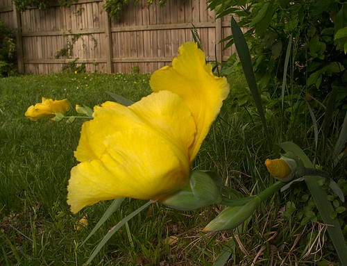 Yellow Iris Near Backyard Fence