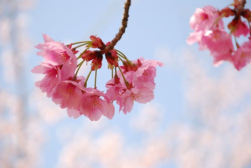 ビンクの桜 by tamarin01