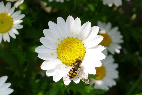 蜂戏菊
