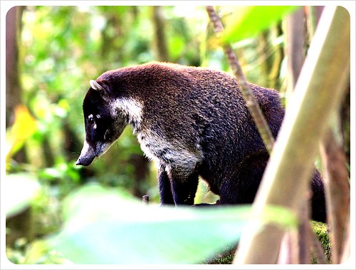 Coati Monteverde