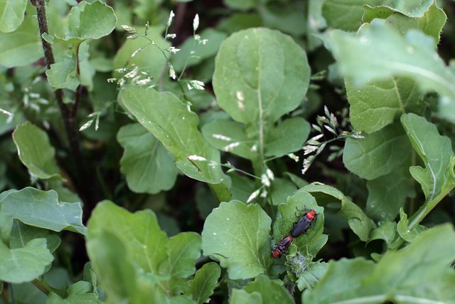 bugs mating