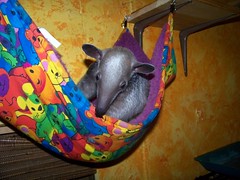 Cinco in the baby hammock