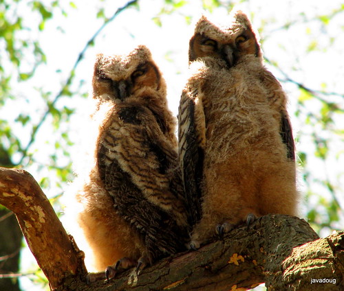 Great-horned Owl chicks