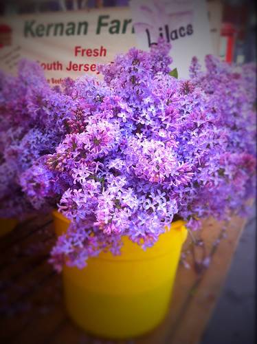 Lilacs by the bucket