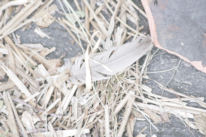 Feather and dead reeds