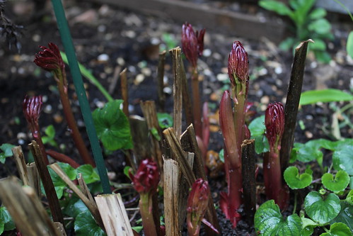 Peony Shoots - 20th March