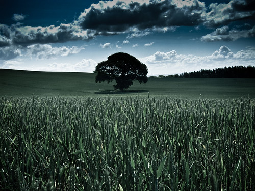 フリー写真素材|自然・風景|田畑・農場|樹木|小麦・コムギ|グリーン|イギリス|