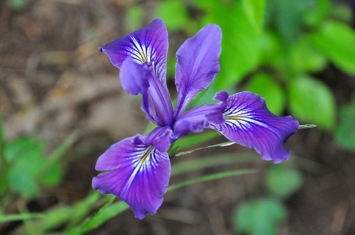 144 - Oregon Iris by carolfoasia