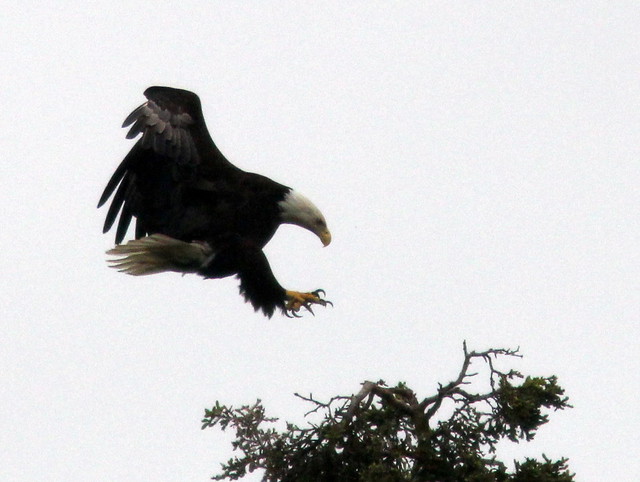Bald Eagle landing 20110621