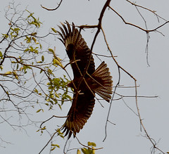 Flight through the branches