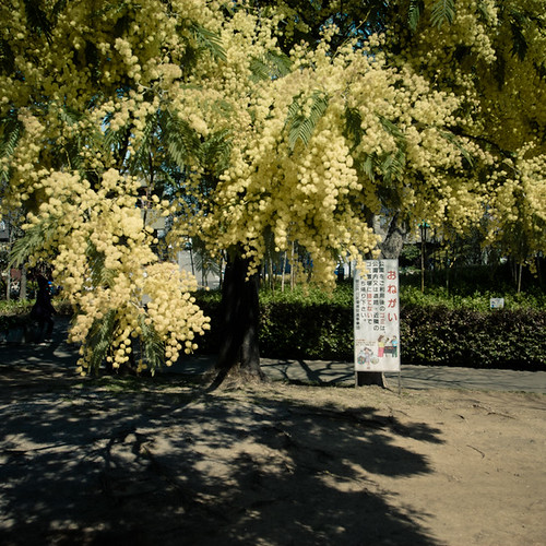 Fluffy Pollenating Tree, Minami Kasai