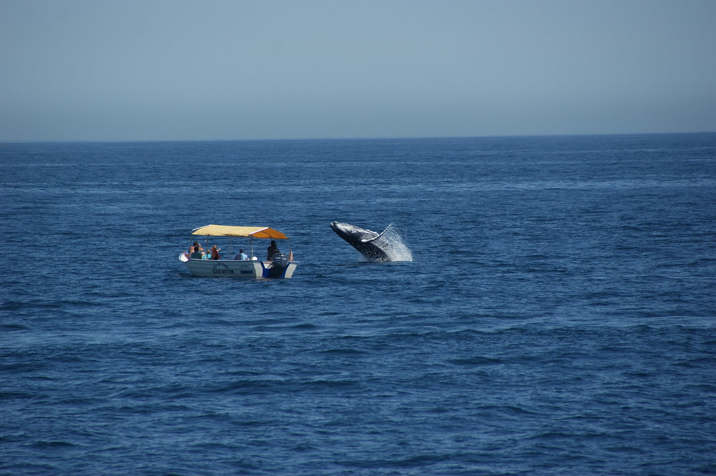 Whale Watching in Cabo San Lucas 03-16-11 by LauraMoncur from Flickr