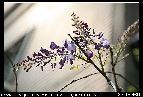 20110401F2紫藤