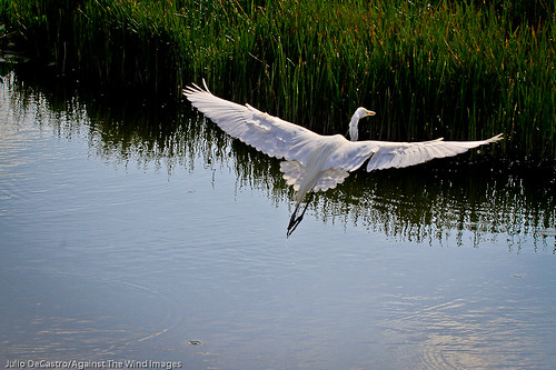 Water landing-_MG_3450 by Against The Wind Images
