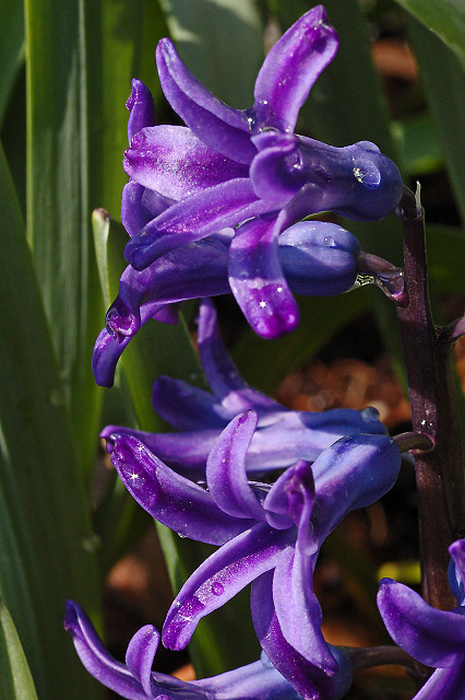 Missouri Botanical Garden (Shaw's Garden), in Saint Louis, Missouri, USA - purple flowers