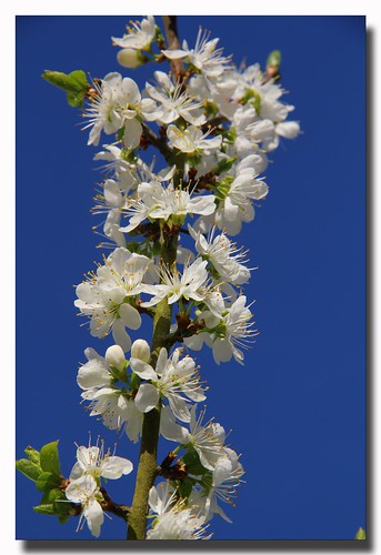 Blackthorn Blossom... by Geraldine Curtis