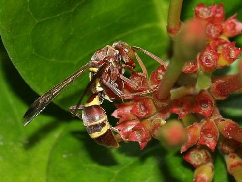 Paper wasp 4276
