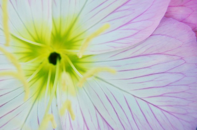 buttercup petal focus