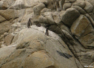 Pingüinos | Penguins