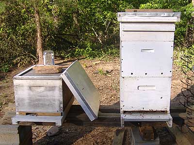 Both hives