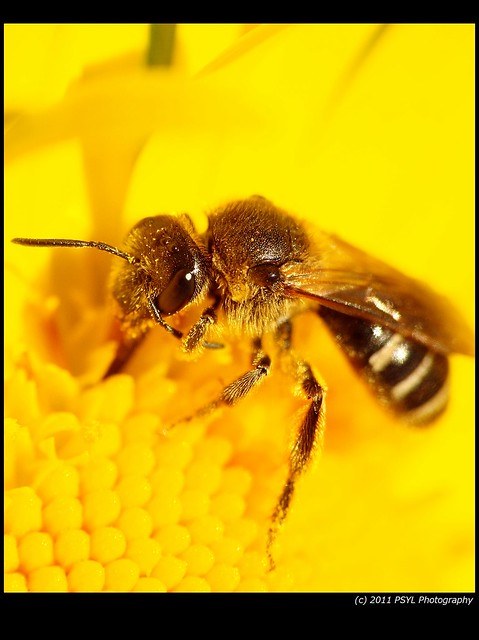 Possible Sweat Bee (Halictus spp.)