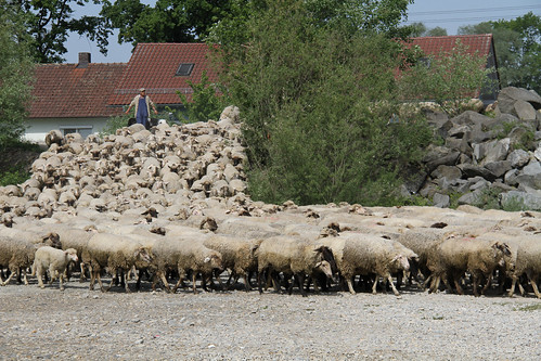 Day 209: May 11, 2011: Sheep herding, Plattling style