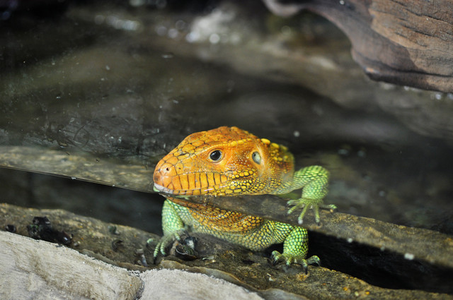 lizard w/orange head