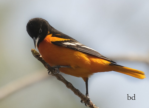 Baltimore Oriole by barbdpics