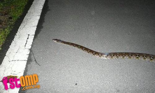 Snake spotted on Upper Thomson Rd