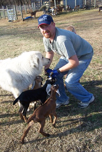 Jeremiah and goat kids