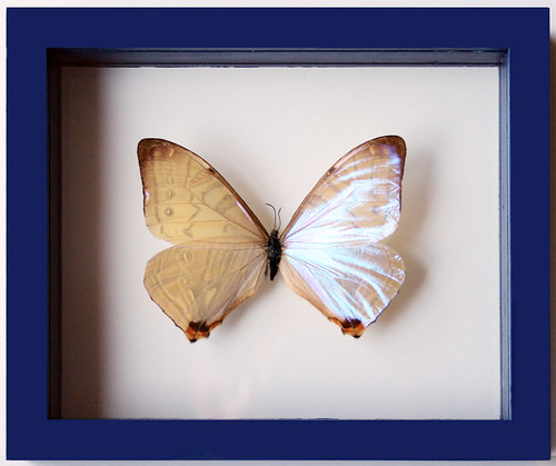 Pearl Morpho Sulkowski Butterfly Mounted and Framed in Blue Display