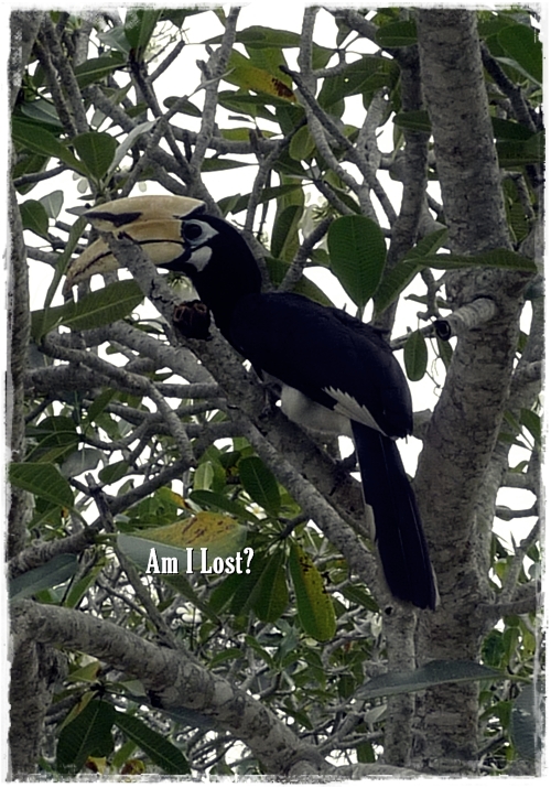 Lost Hornbill