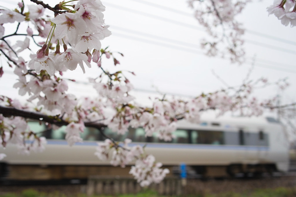 rainy cherry blossoms (with JR limited express)