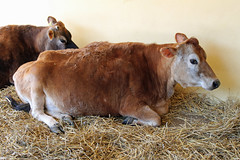 Jersey Cow Drusillas zoo park