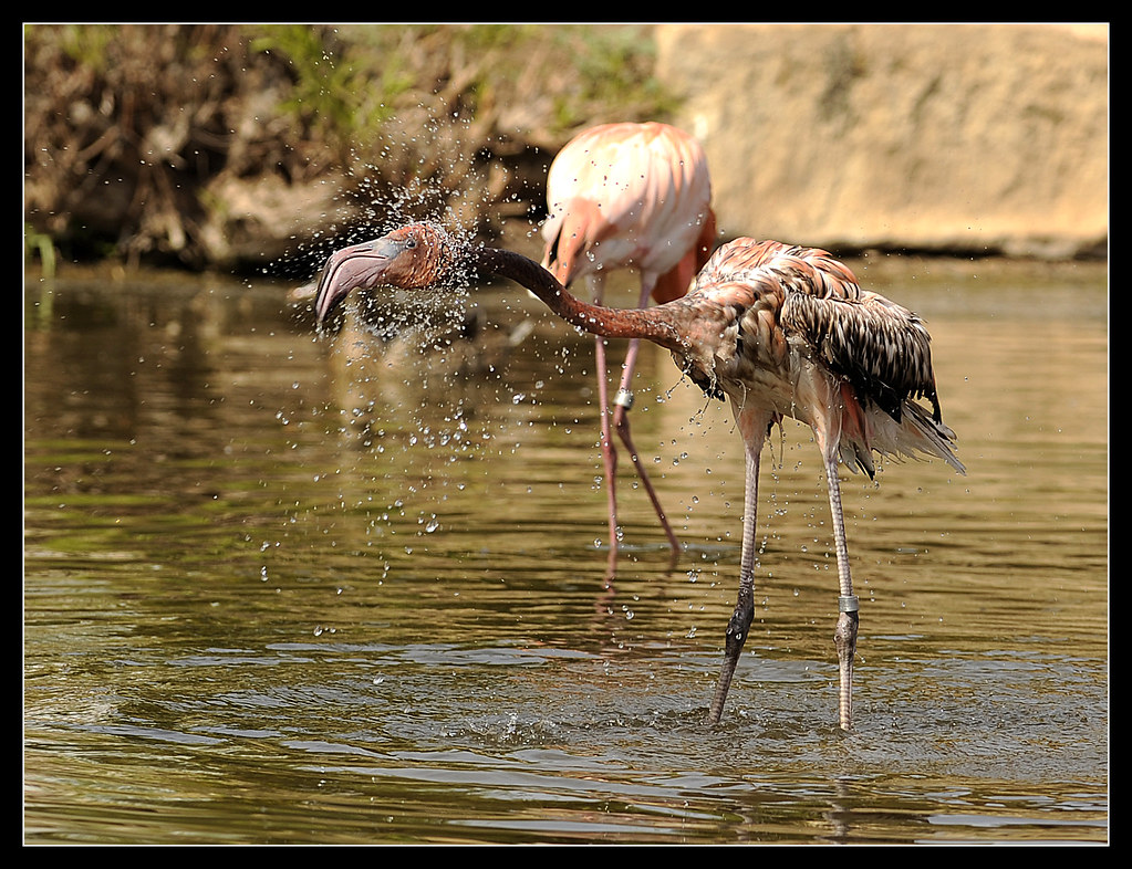 0326_ABLO_Flamingos1