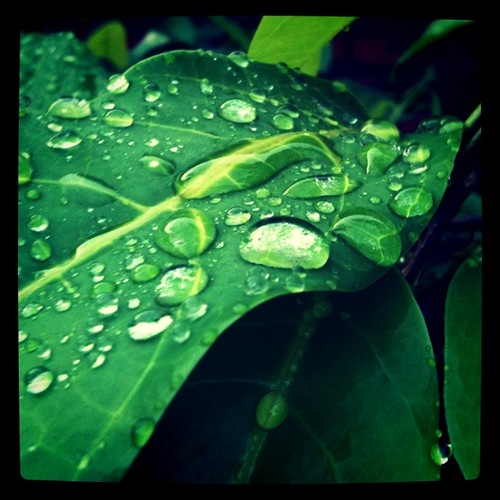 drip drop raindrops