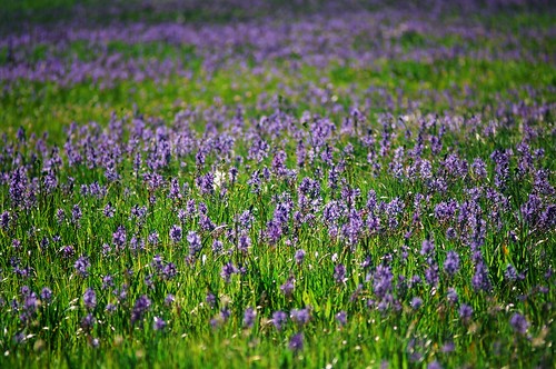 packer-meadows-camas-bloom-june-2010-by-joni-packard-usfs-image