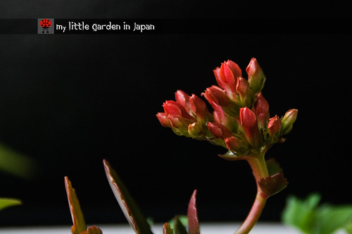 My-little-garden-in-Japan-April-2011
