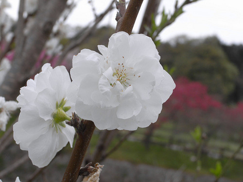 春の花々＠明日香村-33