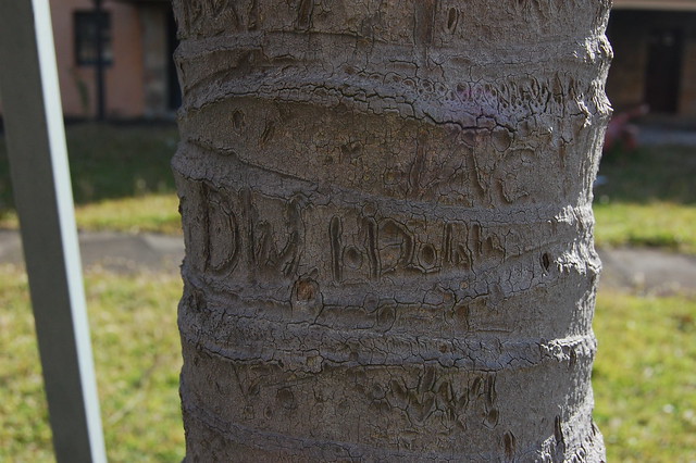 inscribed tree