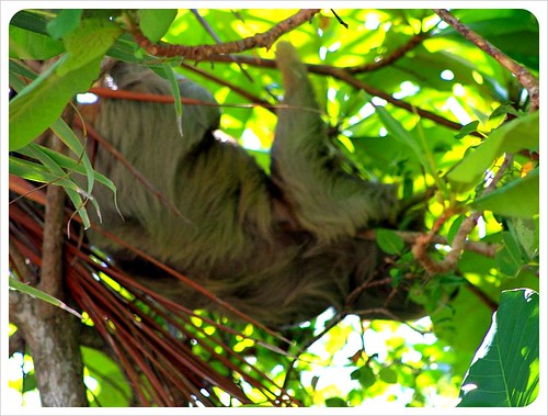 Sloth sleeping in tree in Manuel Antonio
