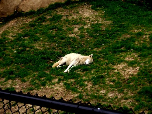 Gray Wolf - Memphis Zoo