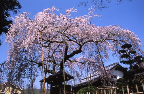 桜堂の枝垂れ桜 by tamarin01