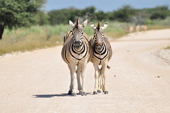 Photogenic zebras