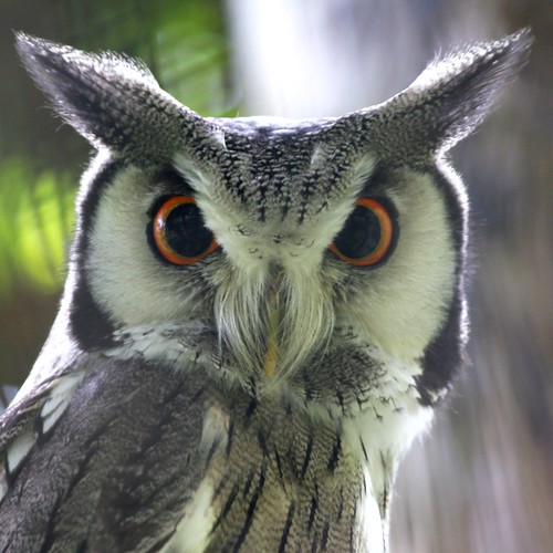 Owl bird by doug88888