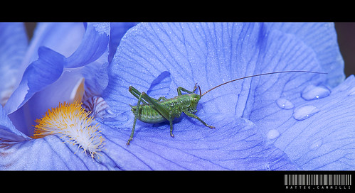Grasshopper by supermillo