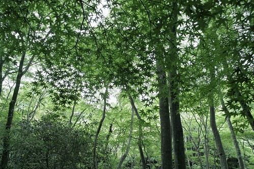 フリー写真素材|自然・風景|森林|樹木|カエデ・モミジ|日本|グリーン|
