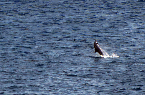 Dolphin in flight (2)